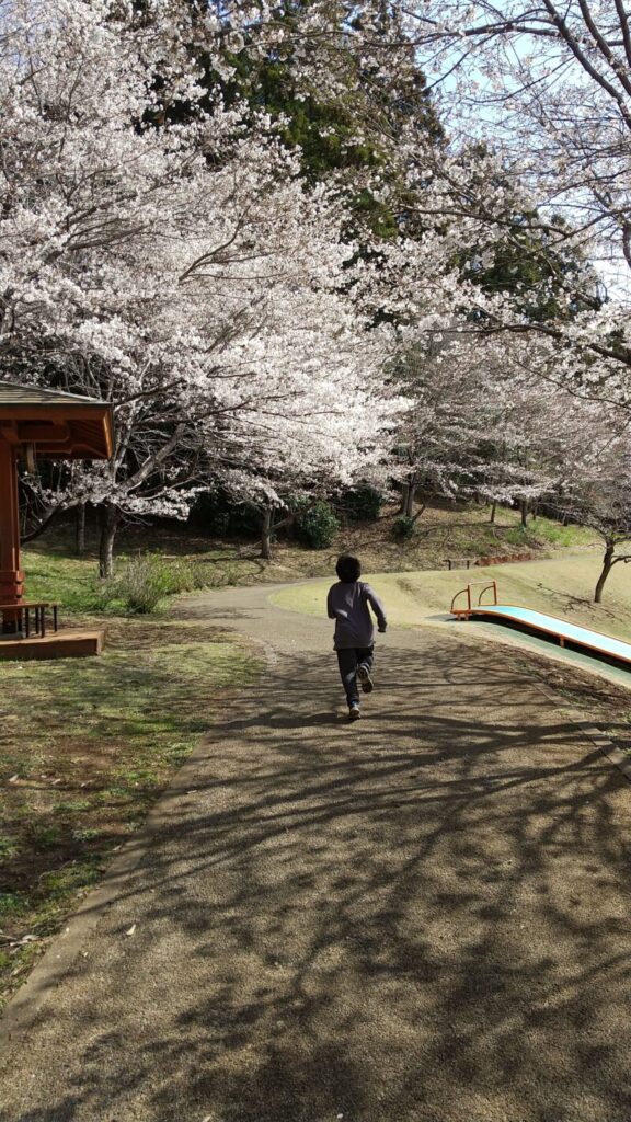 城山公園の桜