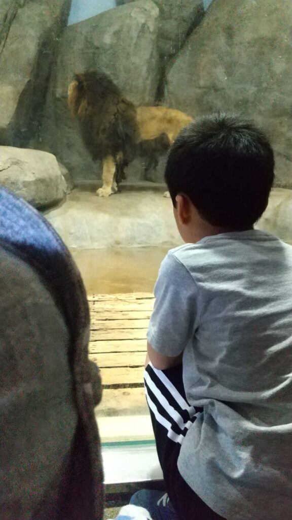 ライオンを見る男の子
