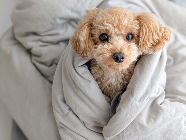 毛布にくるまった犬